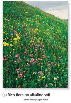 Rich flora on alkaline soil