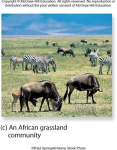 An African grassland community