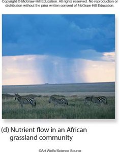 Nutrient flow in an African grassland community