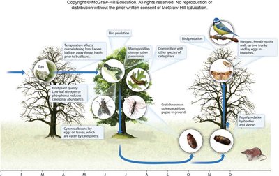 Web of interactions for the oak winter moth