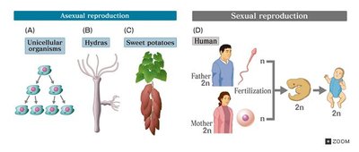 Asexual vs Sexual Reproduction