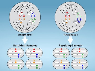 Independent Assortment of Chromosomes