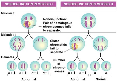 Nondisjunction in Meiosis I and II