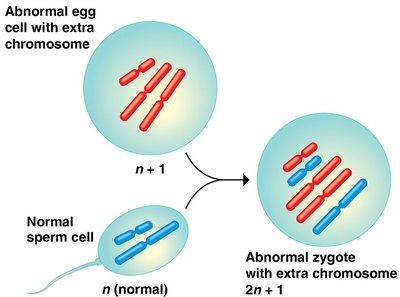 Fertilization after Nondisjunction