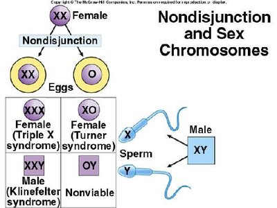 Nondisjunction and Sex Chromosomes