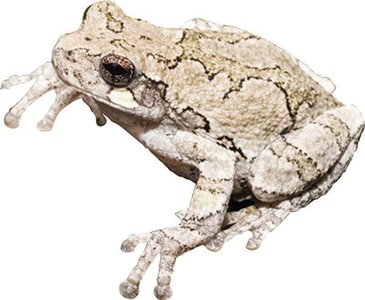 Tetraploid Gray Tree Frog