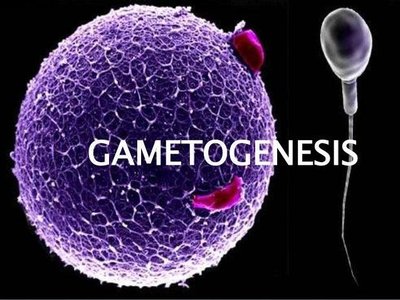 Spermatogenesis