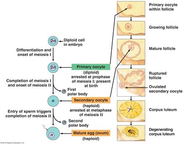 Oogenesis