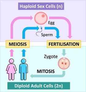 Human Life Cycle: Meiosis, Fertilization, and Mitosis