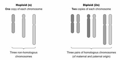 Haploid vs Diploid Chromosomes