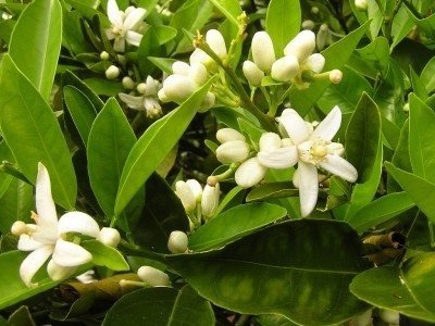 Biomass added per unit area