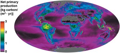 Global net primary production map