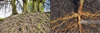 Nitrogen-fixing bacteria on roots