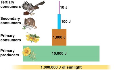 Idealized pyramid of energy