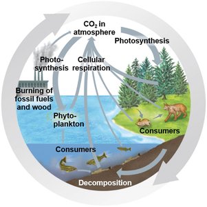 Carbon cycle diagram