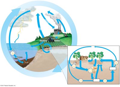 Nitrogen cycle diagram