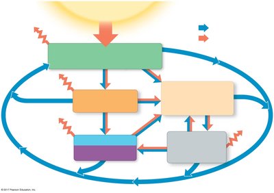 Energy flow and chemical cycling diagram
