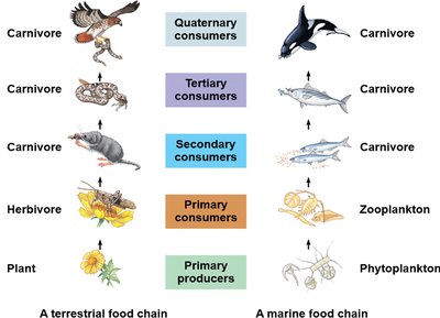 Food chain diagram showing trophic levels
