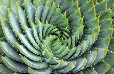 Primary production in different ecosystems