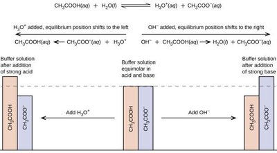 Buffer equilibrium shifts with acid and base addition