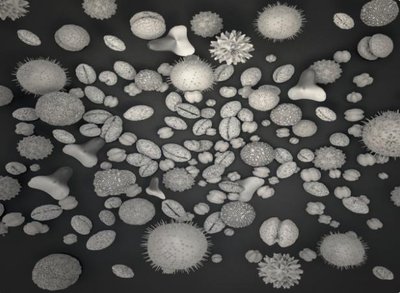Various pollen grains