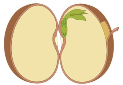 Seed cross-section