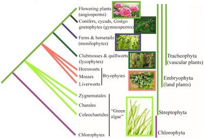 Phylogenetic tree of land plants and green algae