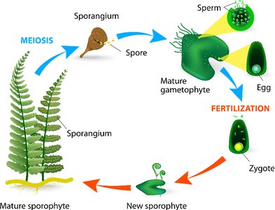 Fern gametophyte and sporophyte development
