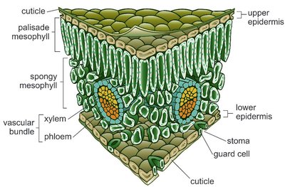 Leaf cross-section showing cuticle, stomata, guard cells, and vascular bundle