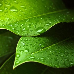 Leaves with water droplets demonstrating cuticle function