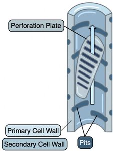 Tracheid cell structure with primary and secondary cell walls
