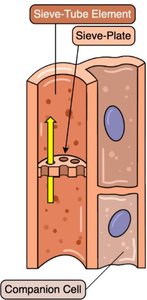 Sieve-tube element and companion cell in phloem