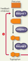 Feedback inhibition in tryptophan biosynthesis pathway