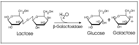 Lactose hydrolysis by β-galactosidase