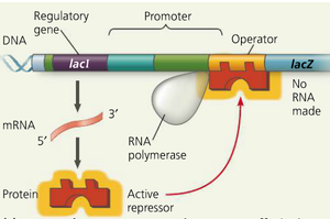 lac operon with active repressor blocking transcription
