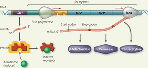 lac operon with allolactose inactivating the repressor