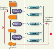 Feedback inhibition and gene regulation in tryptophan biosynthesis