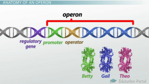 Anatomy of an operon: regulatory gene, promoter, operator, and structural genes