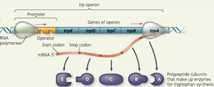 trp operon structure and transcription