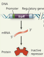 trpR regulatory gene and inactive repressor