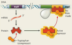 Activation of trp repressor by tryptophan (corepressor)
