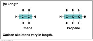 Length variation in carbon skeletons