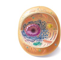 Diagram of a eukaryotic cell with labeled organelles