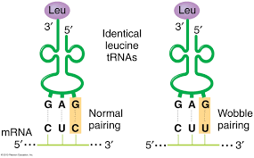 Wobble pairing in tRNA