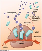 Ribosome structure and tRNA binding sites