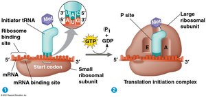 Translation initiation complex