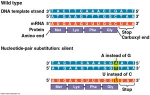 Silent mutation example