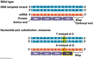 Missense mutation example