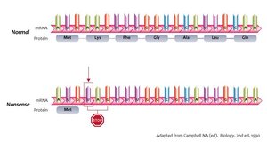 Nonsense mutation example