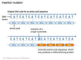 Insertion mutation example